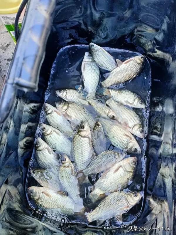 浮漂几百元以下,浮漂几十块钱哪个品牌好