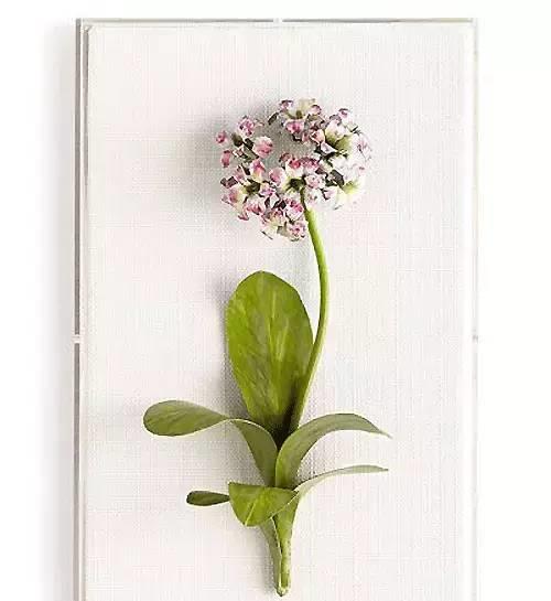 园丁的花园里开出了永生花,园丁永生花