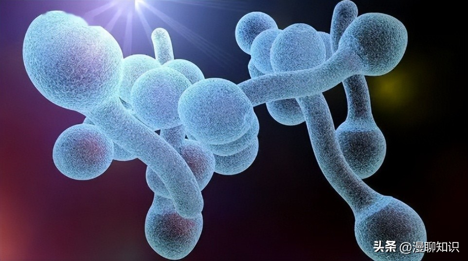 沙门氏杆菌遇高温能消灭吗,沙门氏菌对营养要求高吗