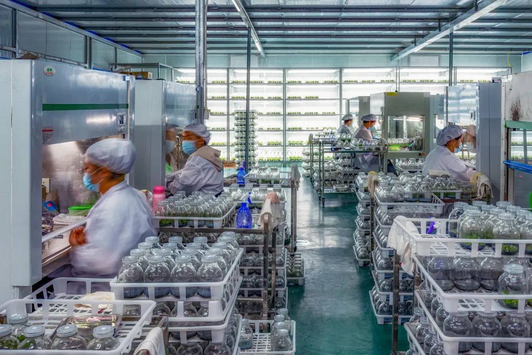 物种进化和系统升级,物种重塑