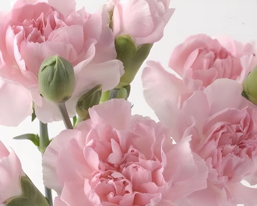 【临夏林草文化】科普篇‖康乃馨开本无意，奈何人间有真情