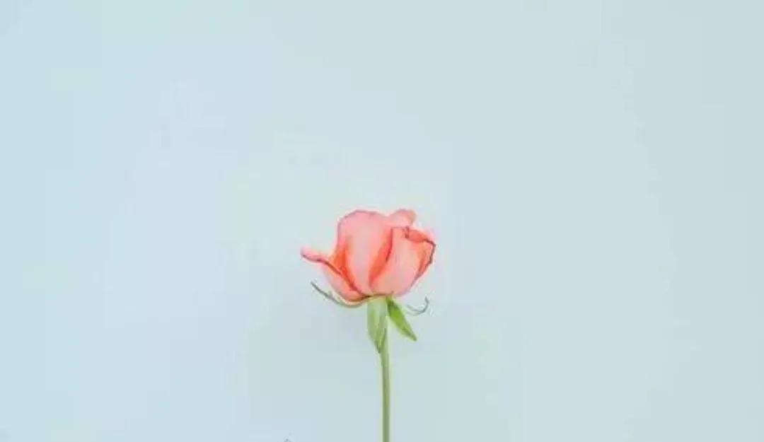 赠人玫瑰手有余香英文,赠人玫瑰手有余香下一句