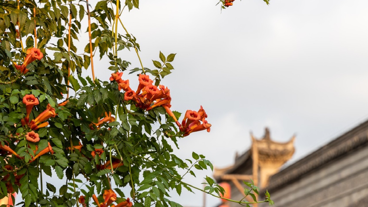 凌霄花可治癌,凌霄花可以治疗癌症吗