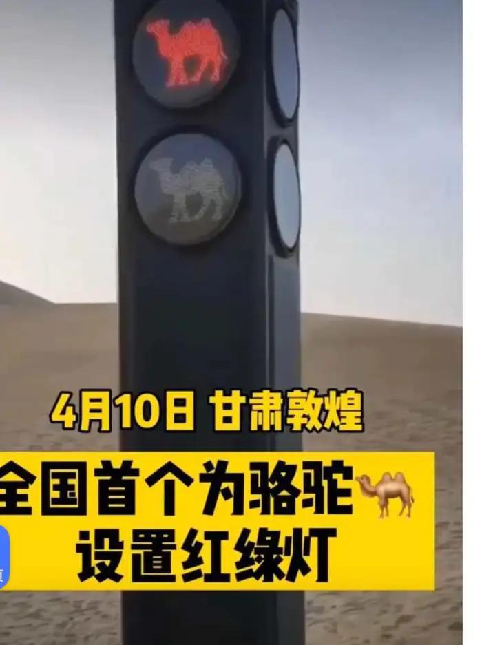 敦煌骆驼红绿灯,骆驼行人红绿灯