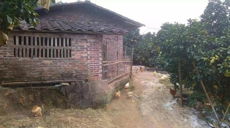 母猪生豹纹猪仔,母猪生下豹纹怪猪