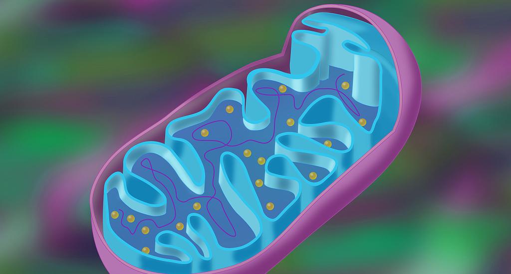 人体需要补充矿物质维生素吗,人体需要补充辅酶吗