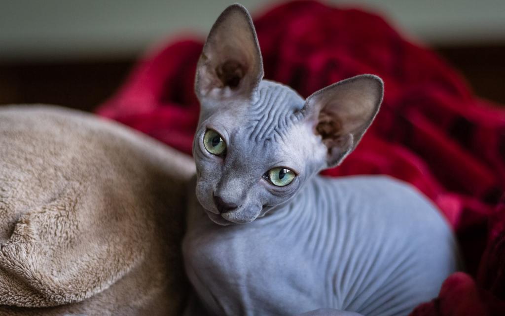 哪种猫咪最粘人最好养,最粘人的猫咪与最不粘人的猫咪