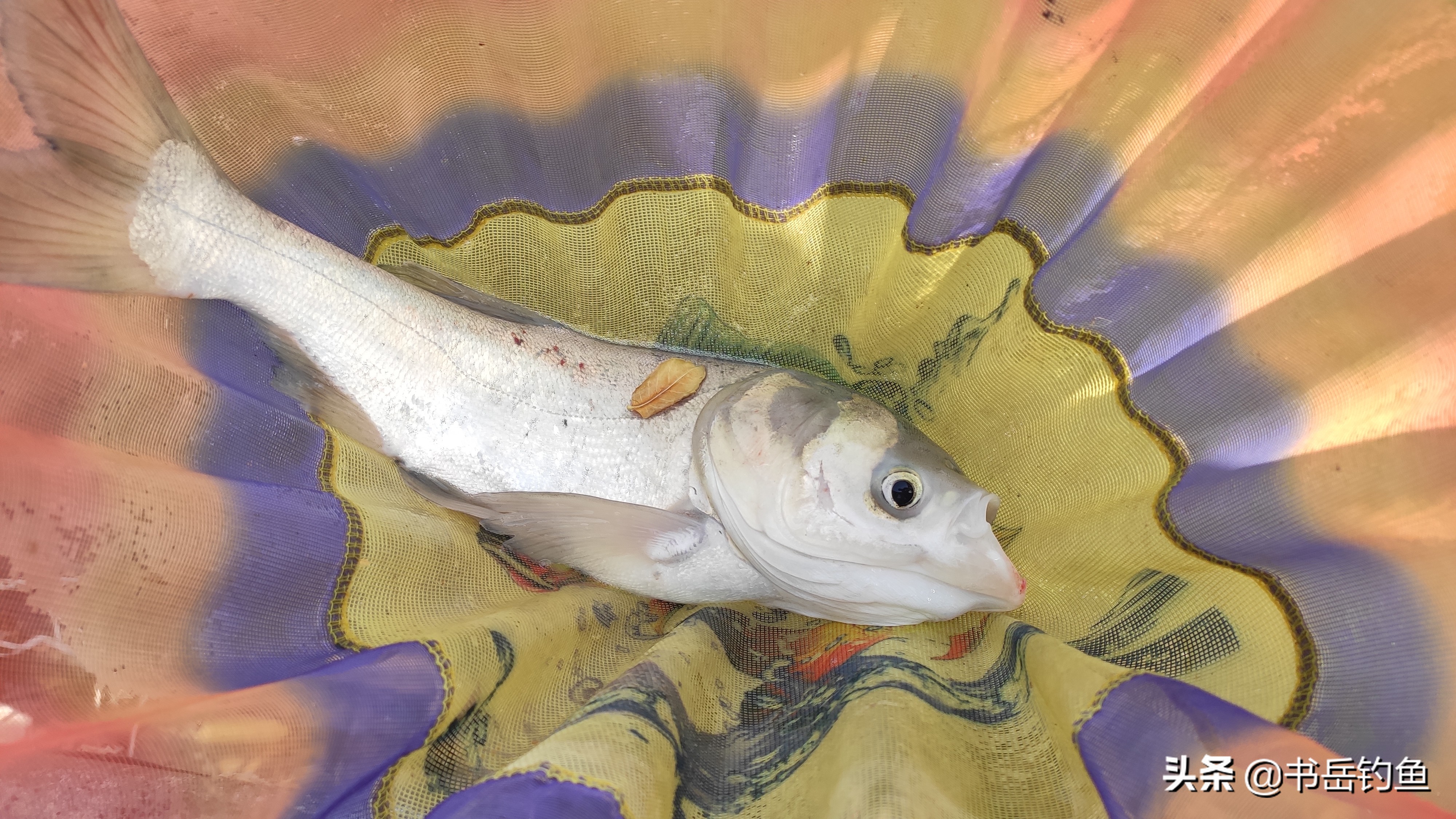 王者之战鲢鳙比赛,王者之战为什么改钓点了