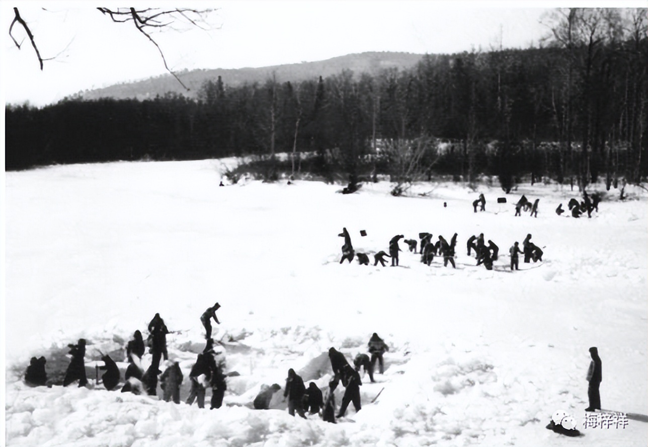 无言的战友（一）作者/齐石