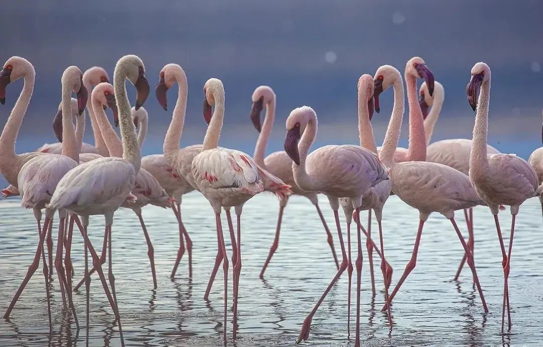 原来它们也有“性丑闻”，这片看完让我大开眼界