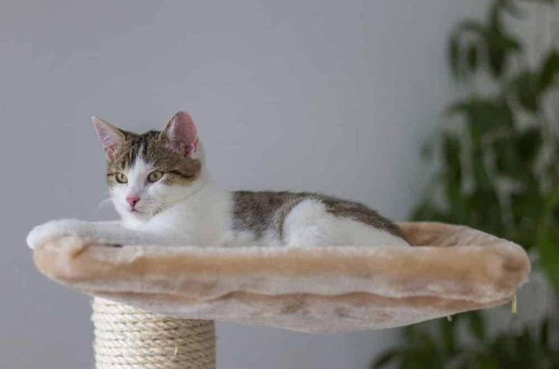 你能让猫屈服吗,猫在猫包里可以呆多久