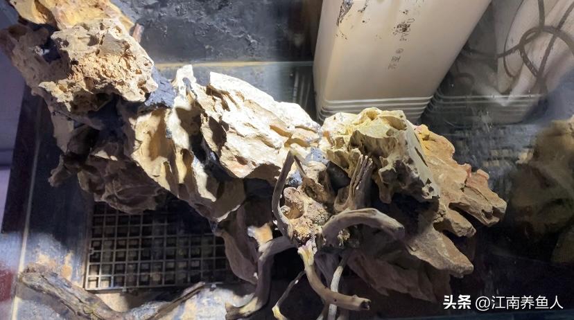 造景缸跟水陆缸一体缸,长方形的缸怎么造景水陆缸