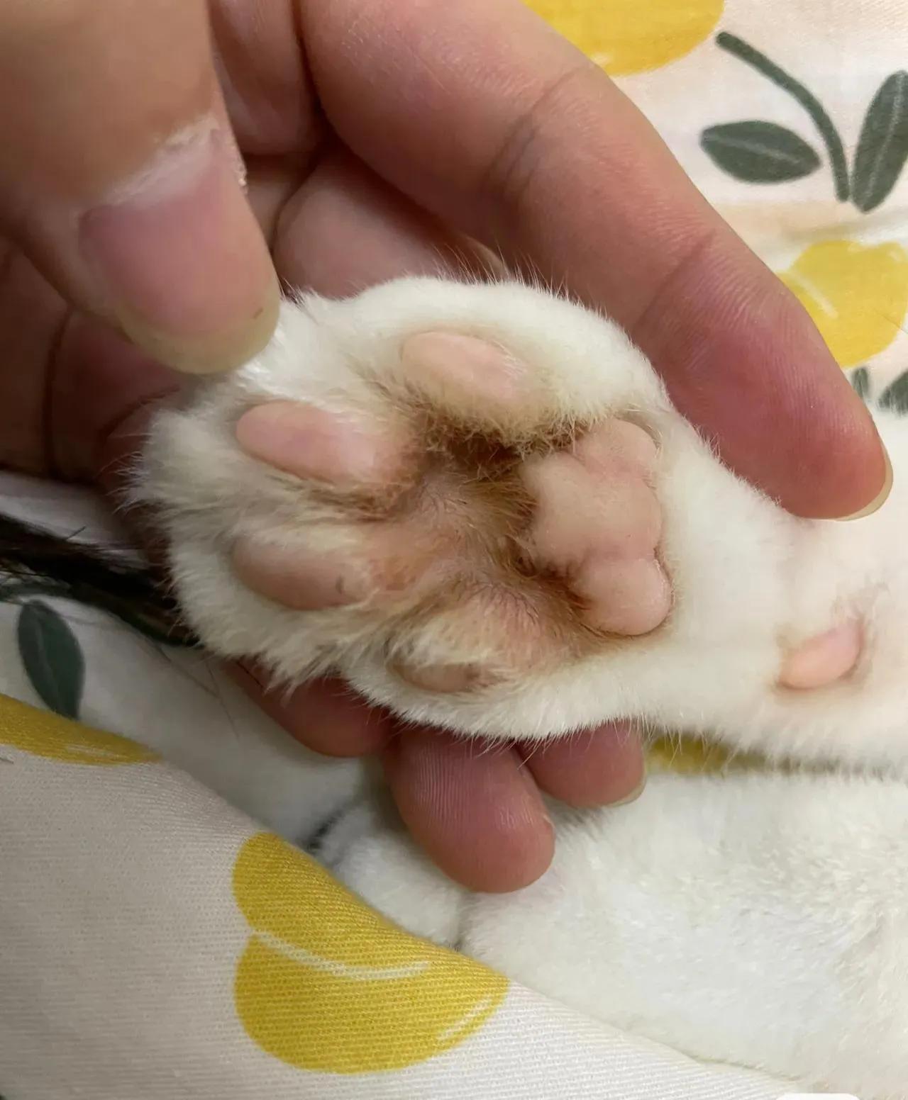 猫咪趾间炎会传染给人吗,趾间炎猫咪传染吗