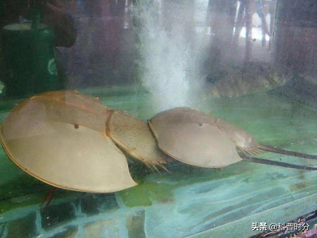 4亿岁生物被疯狂抽血,4亿多年蓝色血液引人类陷入绝境