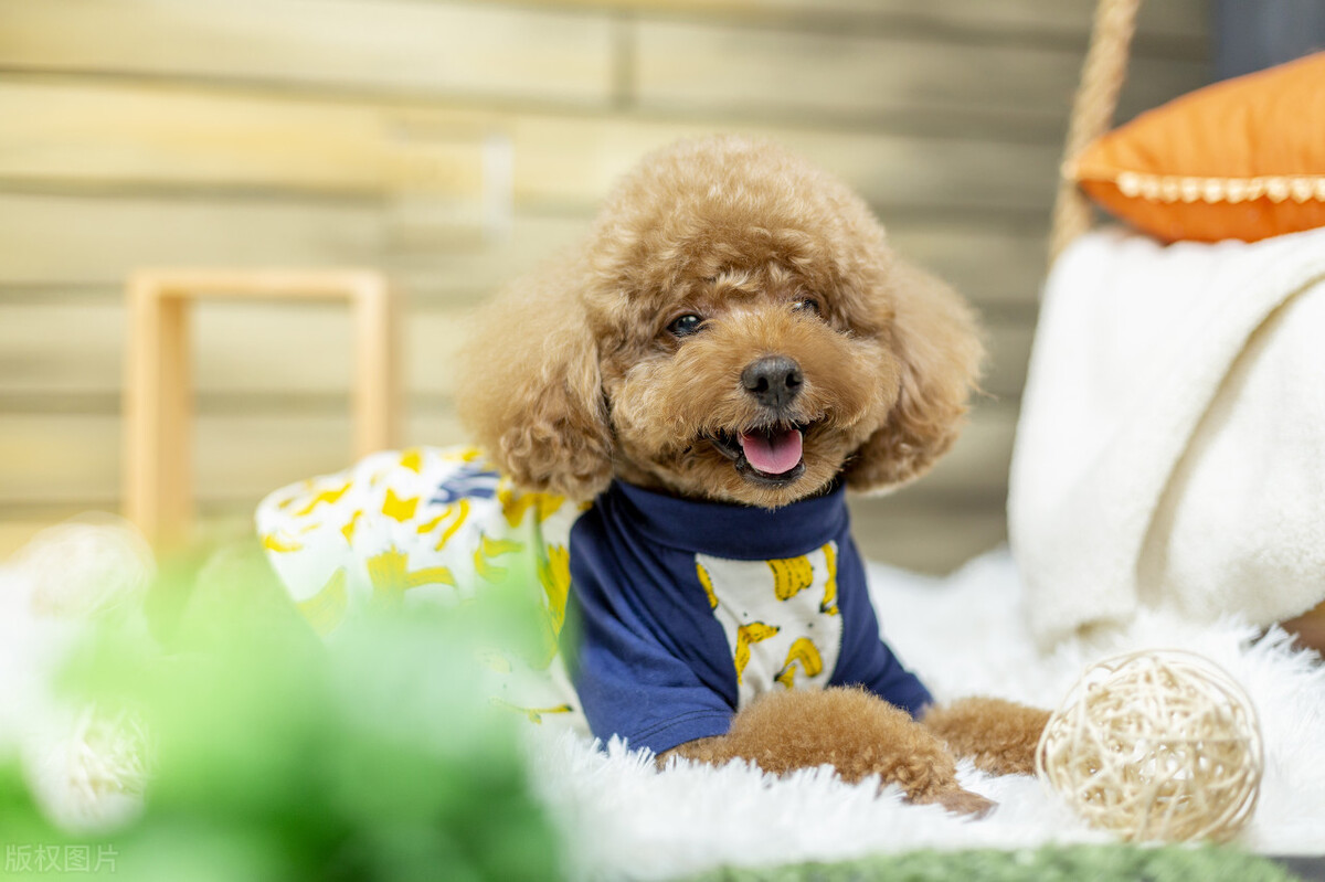 狗狗智商排行榜第一名是什么狗,狗狗智商的排名前30最新