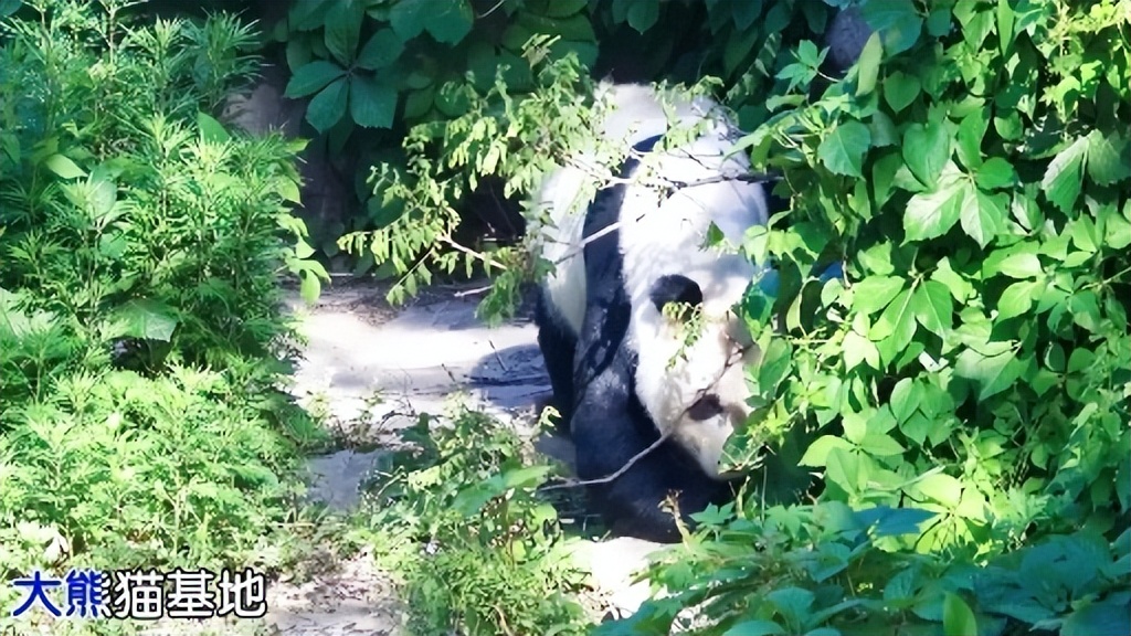 四川旅游景点地图高清版大图全景,四川地图和重庆地图相连接的地图