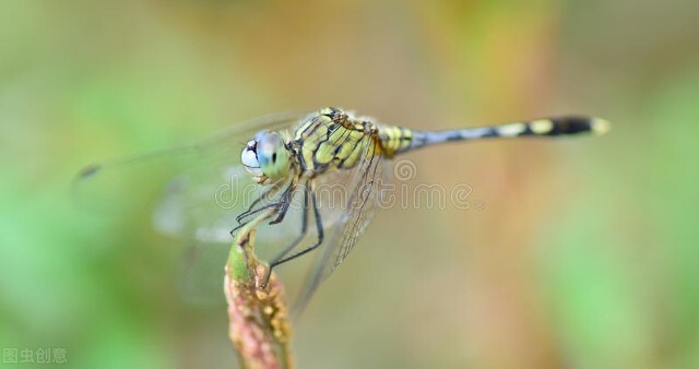 我的花花正开时--一提到绿蜻蜓，我就会想起梦中的家园