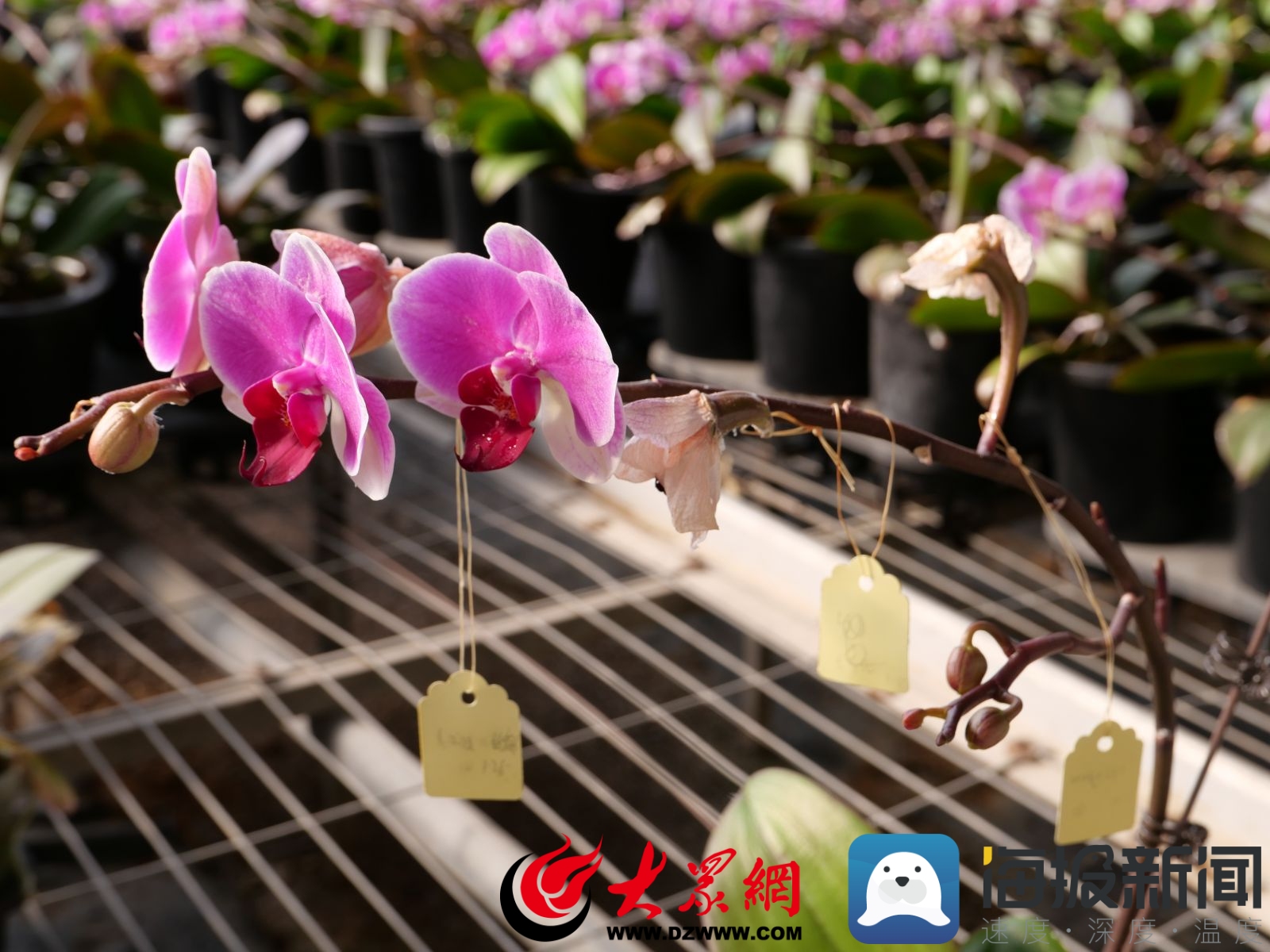 青州高端花卉基地,青州发展花卉产业的现状