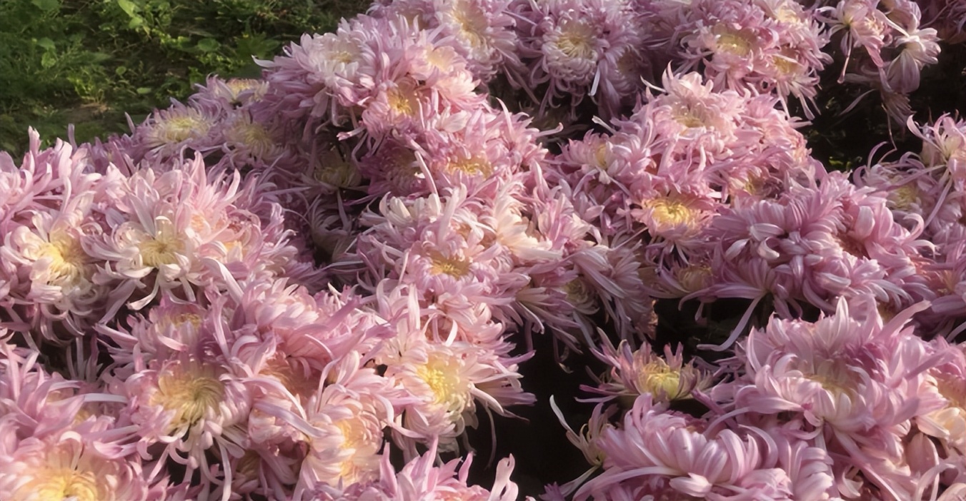 菊花丧葬,丧葬用的菊花是哪种