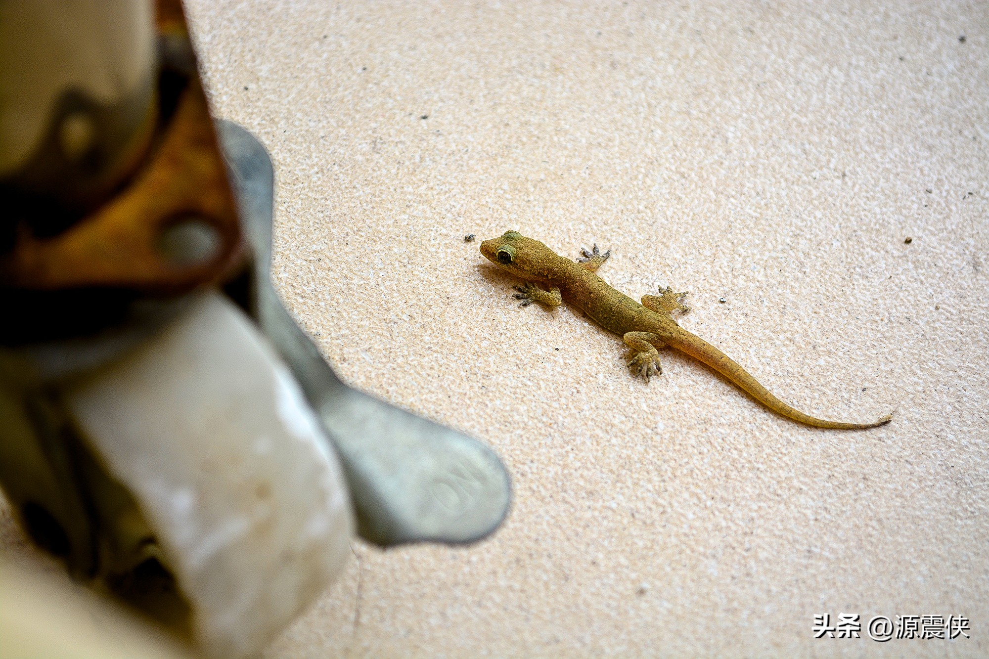 一只壁虎给孩子上了一节生动的安全课，并引起启发