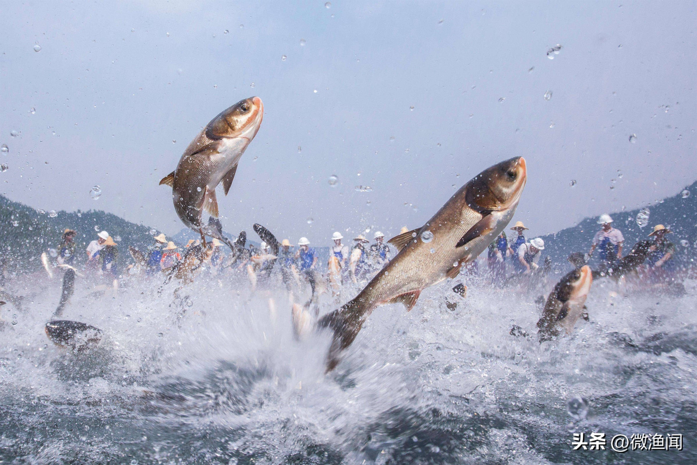长江武汉段大鱼乱蹦，现场钓鱼人懵了！反常鱼汛释放了什么信号？