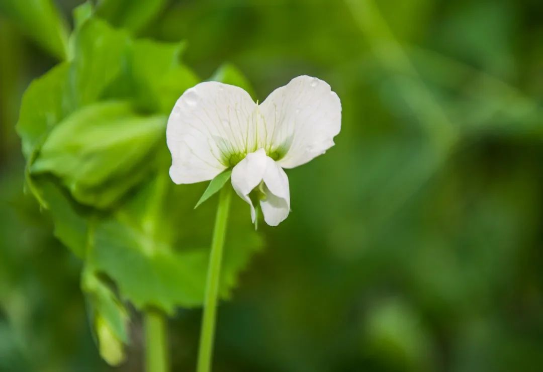 那些惊艳到世人的绝美成语,18个最美成语