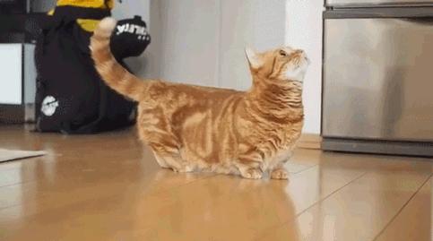 千万不要养这三种宠物猫,宠物店上常见的猫有哪些