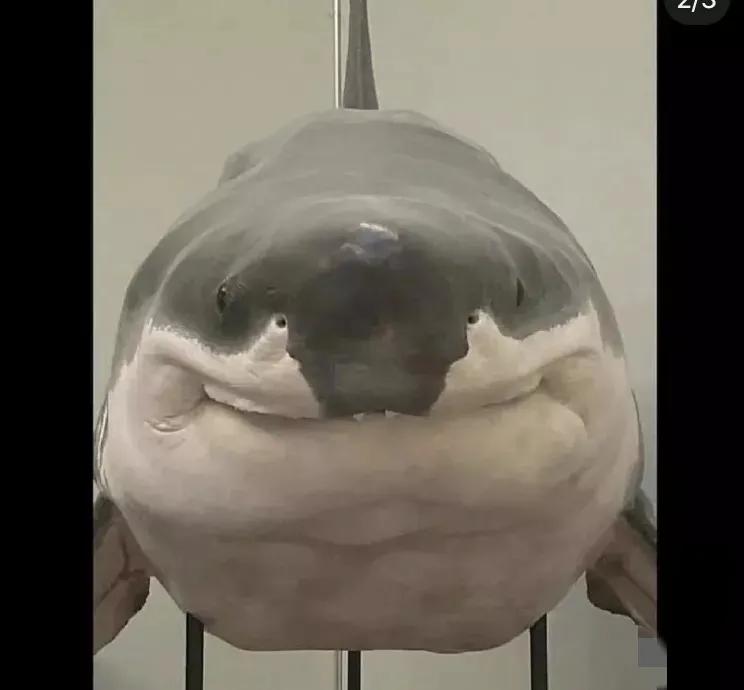 有哪些减肥的笑话,今日笑话排行榜