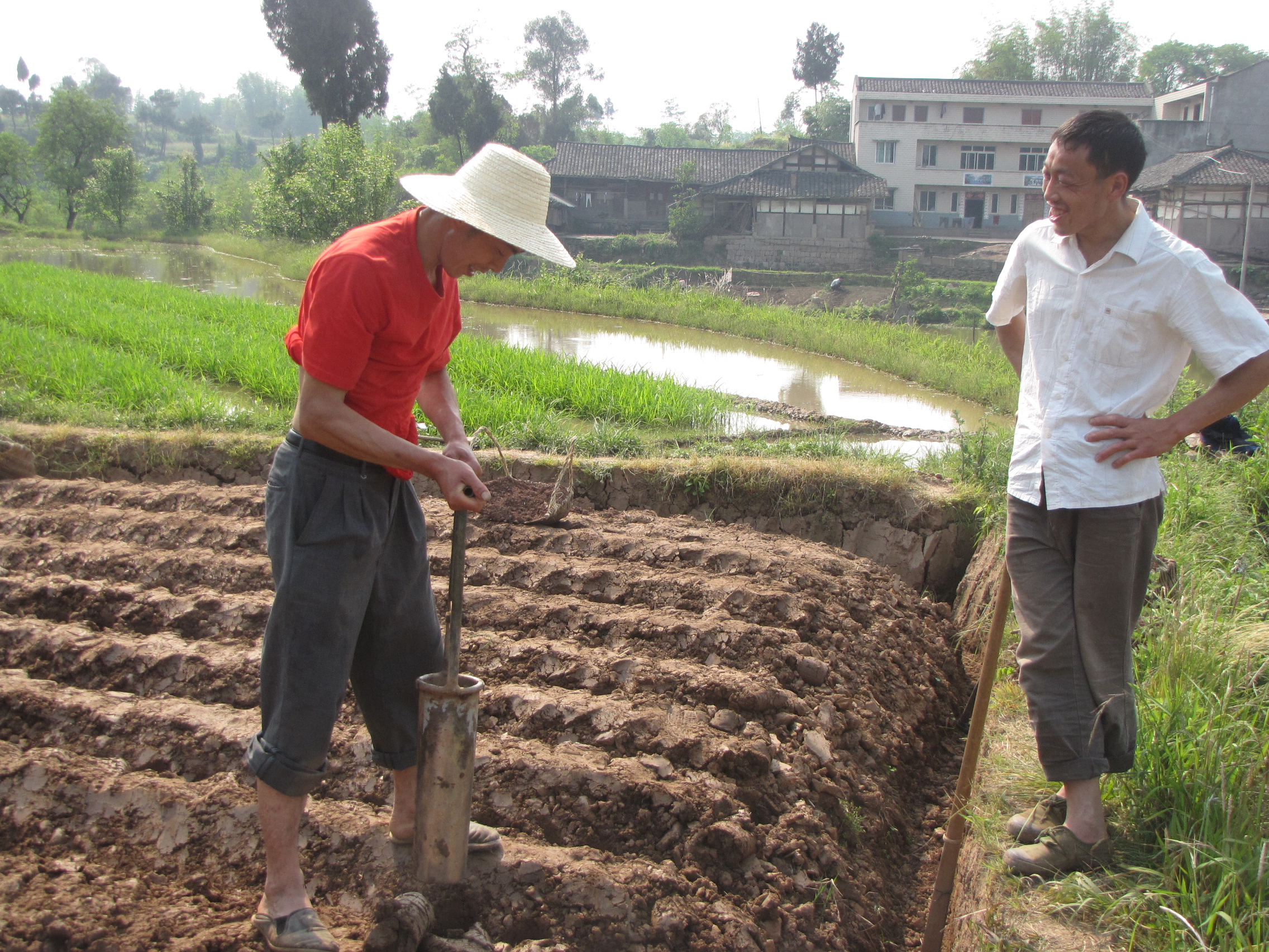 洞洞姜的底层怎么处理,洞洞姜处理方法