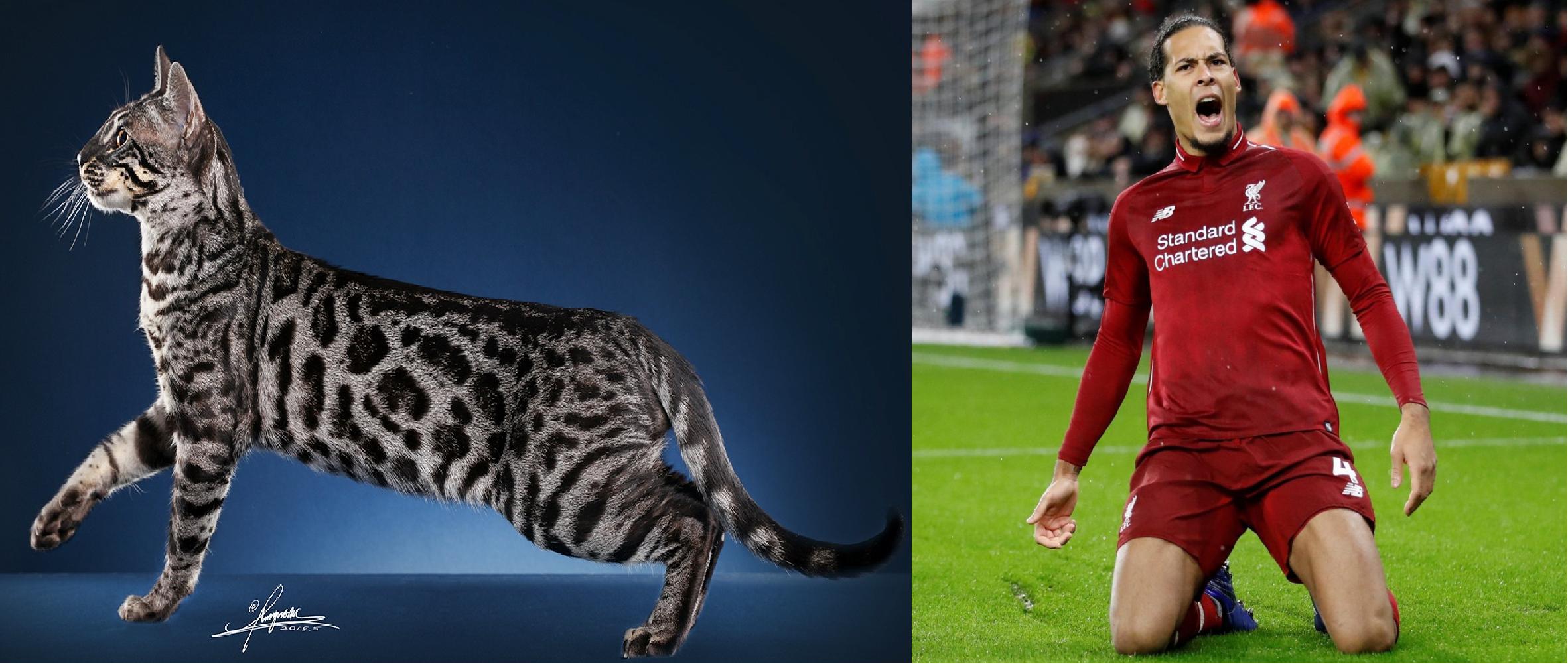 如果动物圈也有世界杯，猫咪组成的这套主力阵容能否争夺大力神杯