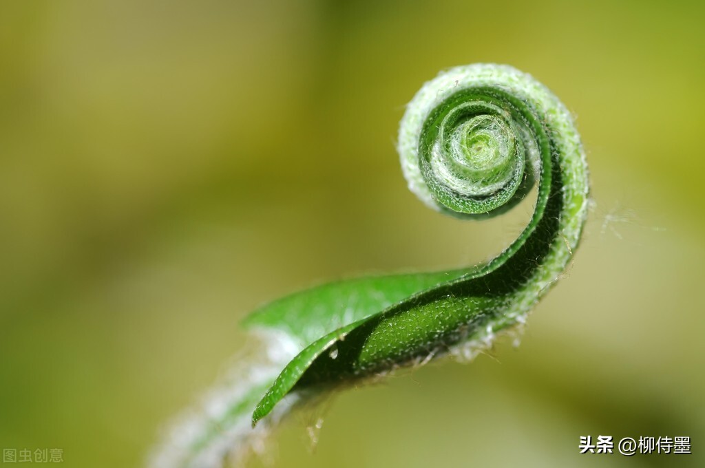 手机拍摄花朵的摄影技巧,拍照技术技巧花朵