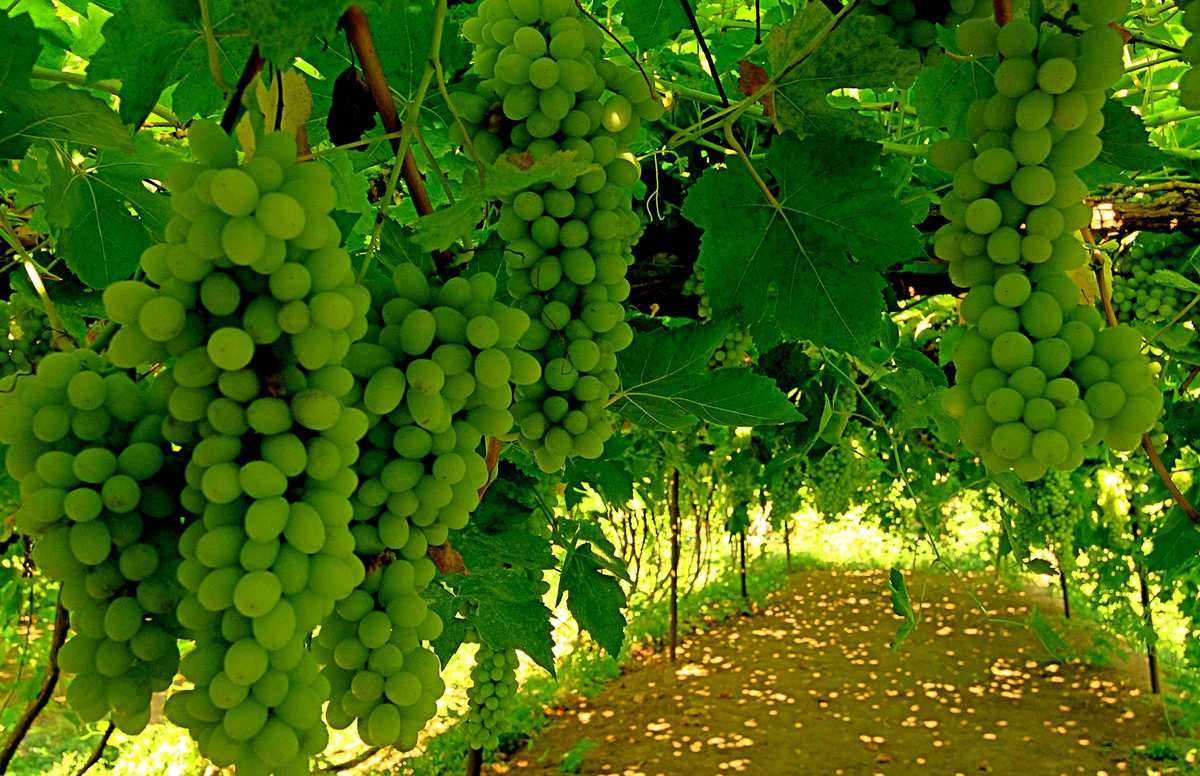 新疆水果中哪些水果最好吃最有名,两种新疆的特色水果