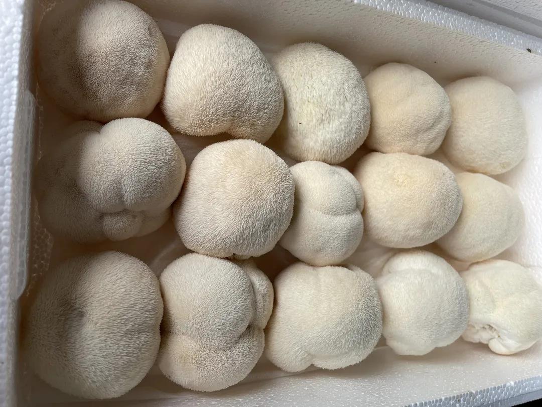 做好特色农业,扎实推进食用菌产业高质量发展