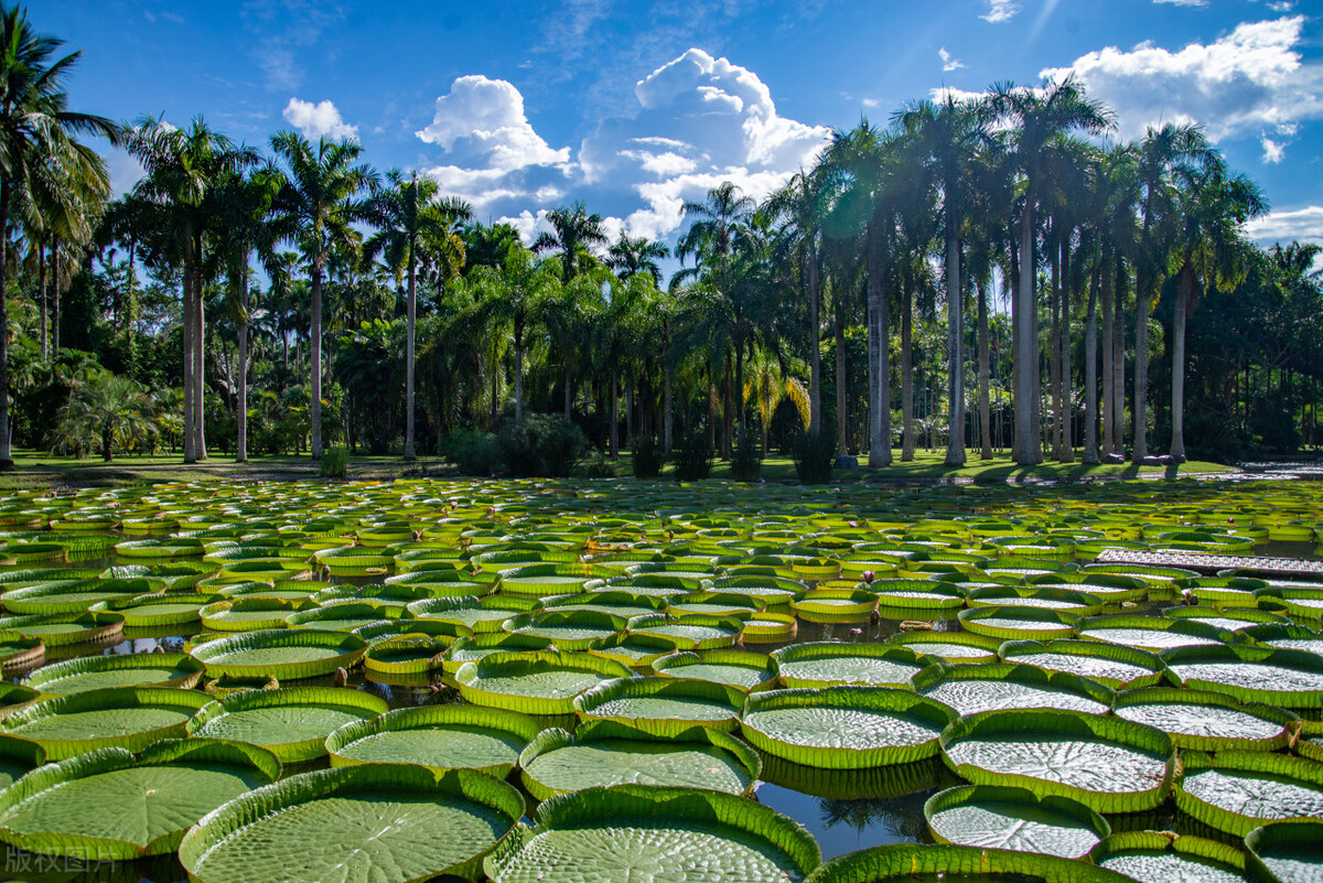 云南除了西双版纳哪里还适合过冬,西双版纳景洪避寒的地方
