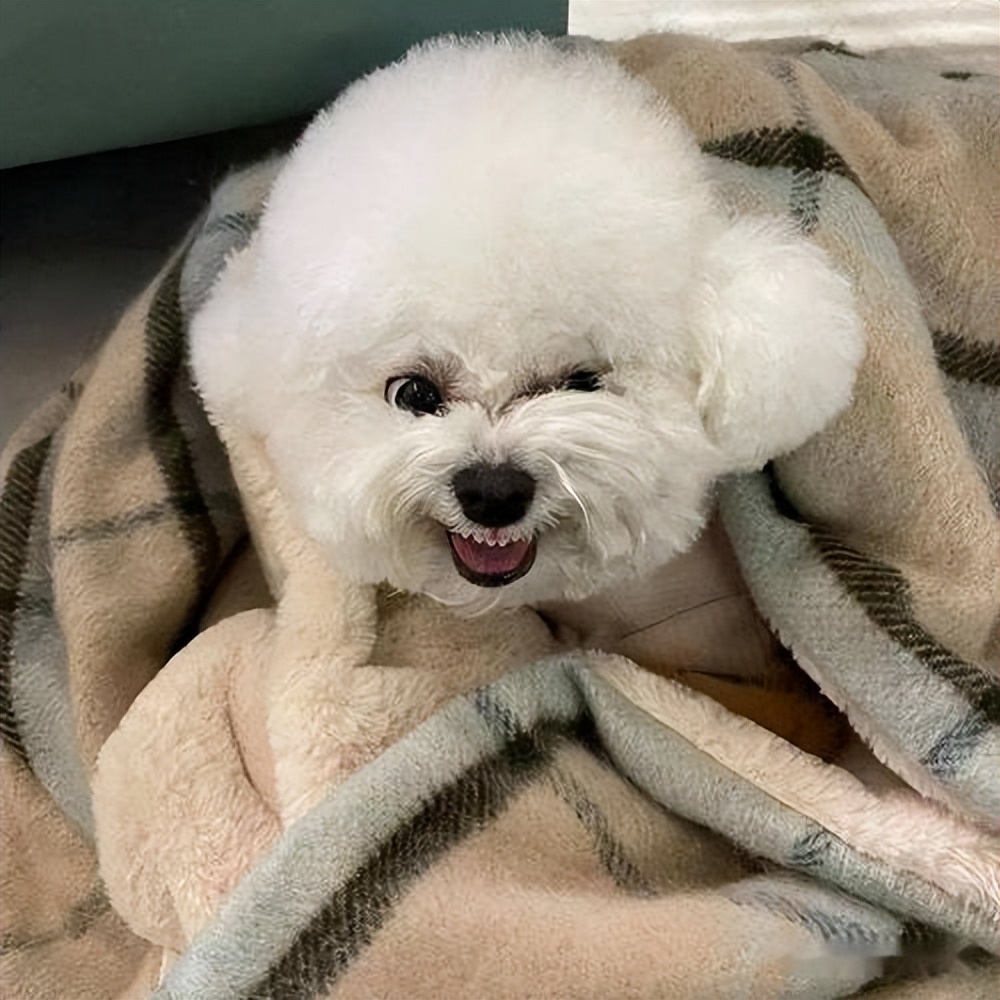 狗狗口臭怎么治疗最快最有效,狗狗有口臭怎么办最有效的方法