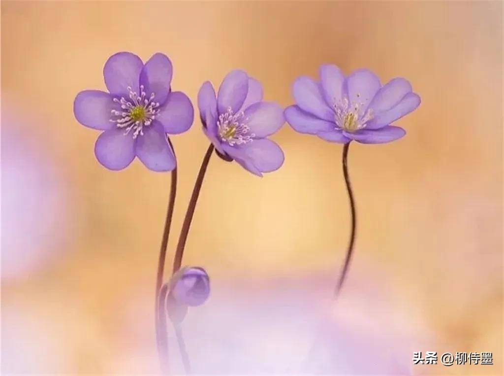 如何拍摄高清花朵照片教程,拍照技术技巧花朵