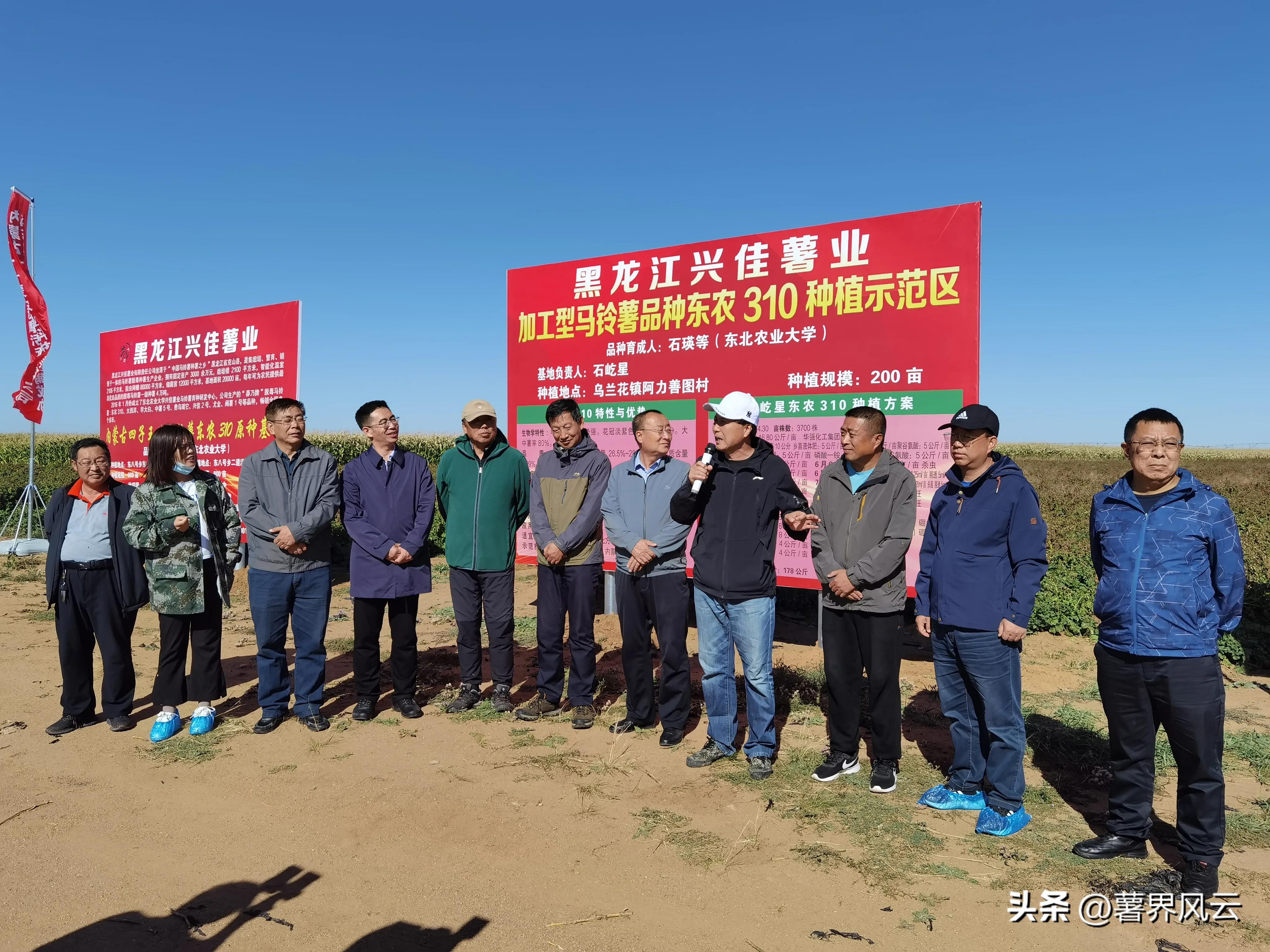 东农310：一颗优质的淀粉全粉加工专用薯