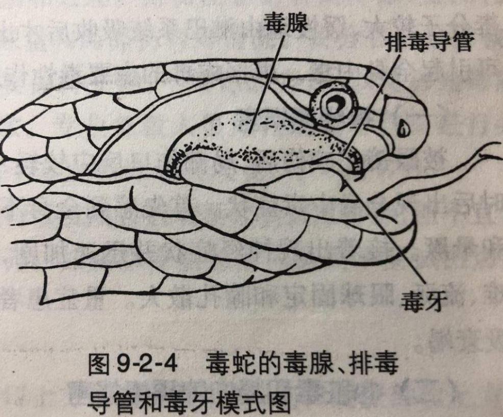 每年杀死人类最多的五种动物,每年杀人最多的六种动物