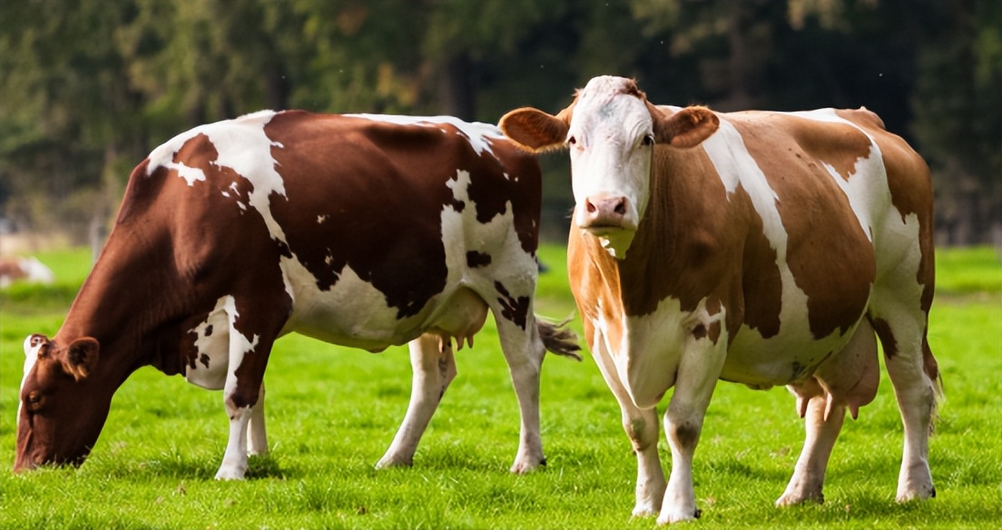 牛的四个胃重瓣胃,牛四个胃的诊断方法