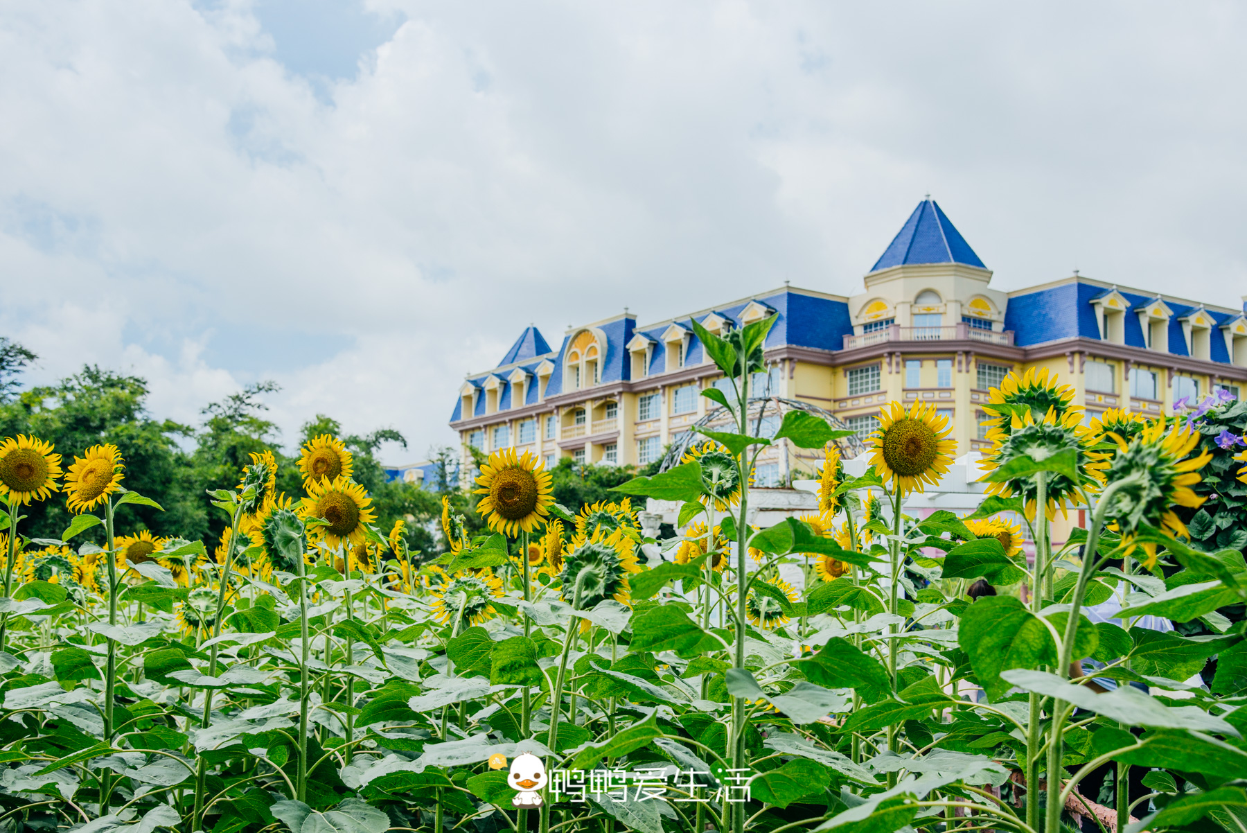 广州南沙网红酒店推荐,广州瑰丽网红酒店打卡地