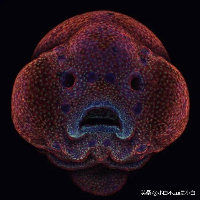 显微镜观察昆虫脸视频,昆虫在显微镜下的真正面目