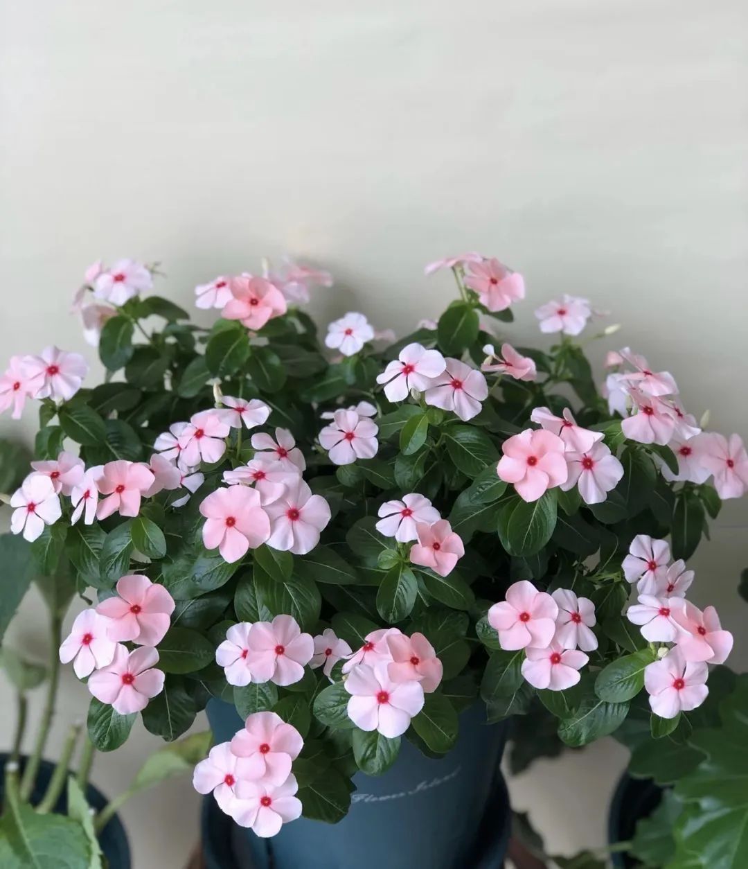 一年四季都可以开花的爆花机器,最好养的开花机器