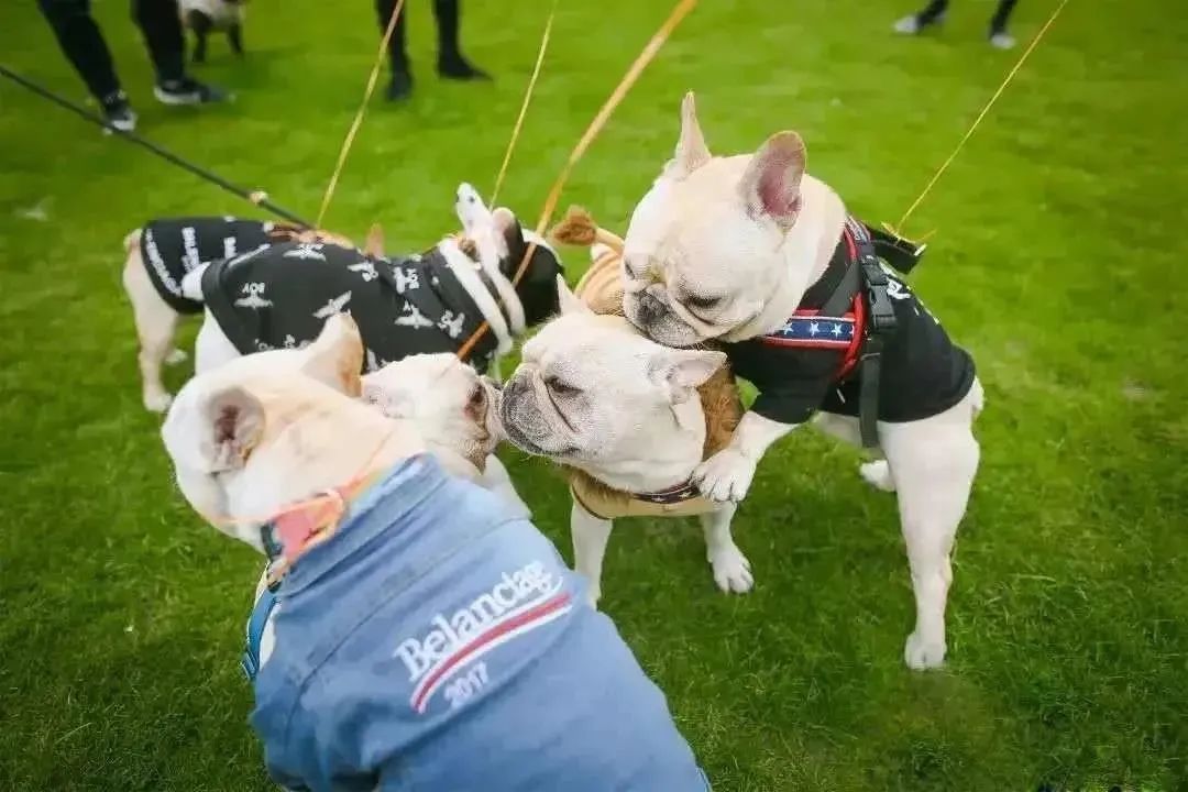 魔都宠物天地,魔都周边宠物友好景区