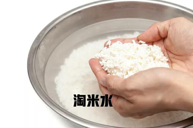 水蚤鱼虫养殖技术,用鱼粪养水蚤