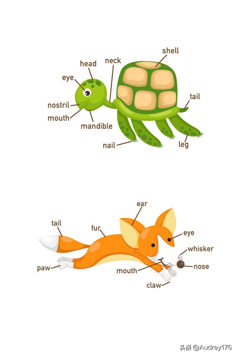 动物部位英语单词,动物身体器官英语单词大全