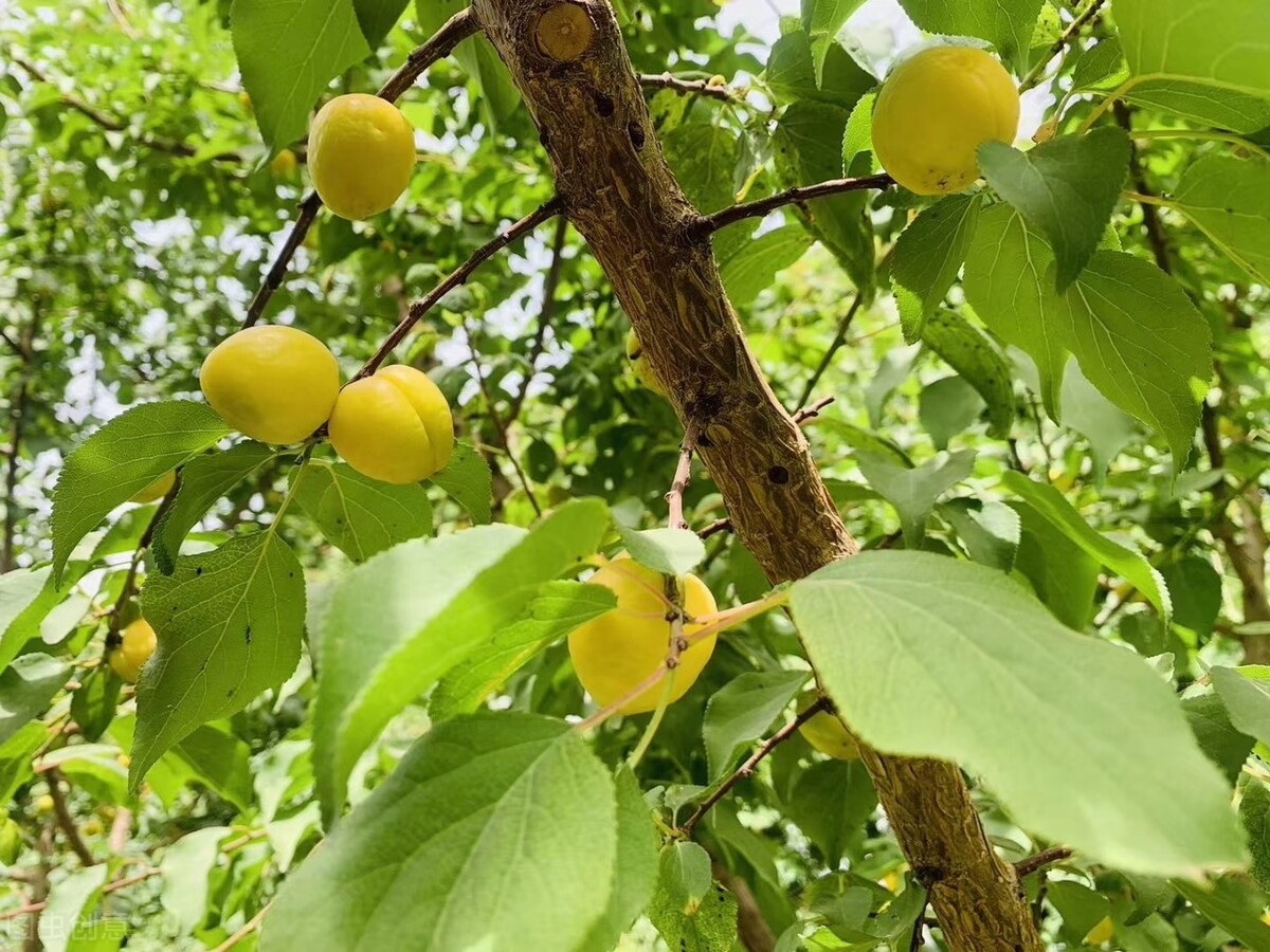疆为成新干果推荐,新疆干果