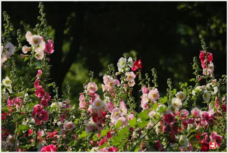 梦中的情人请你留下来,梦中的情人原唱完整版