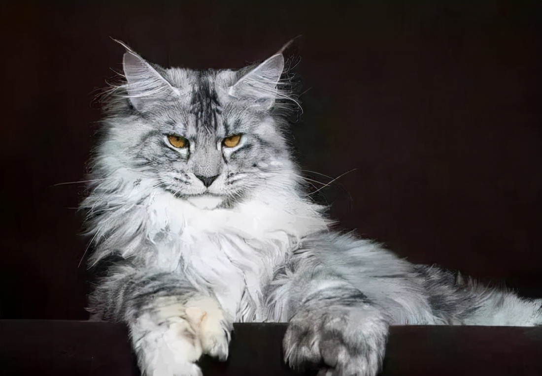 温柔的巨人缅因,缅因猫的优点和缺点