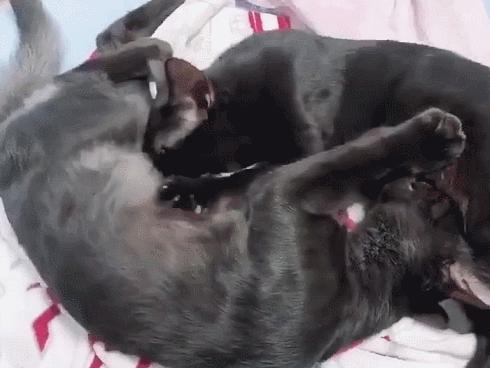 70万网友在线围观我家猫猫“搞黄色”：越看越上头，越看越变态