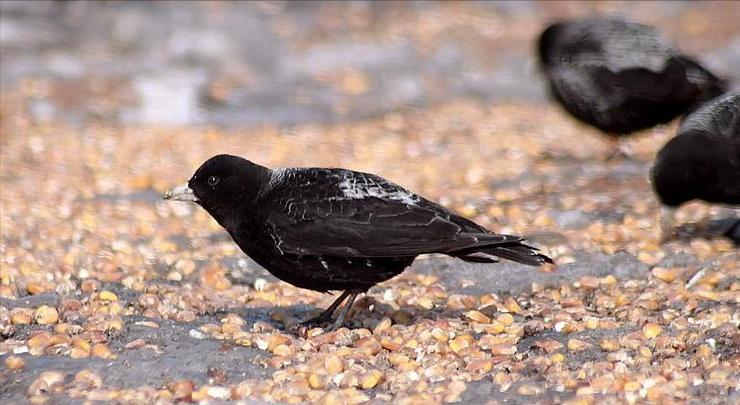 鸟儿大全高清图,高清珍稀鸟动态图片大全